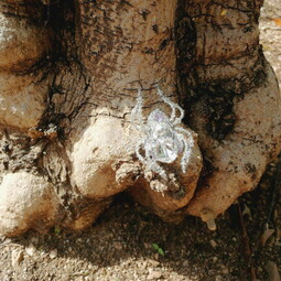 Autumn crystal spider