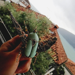 Green giant bug