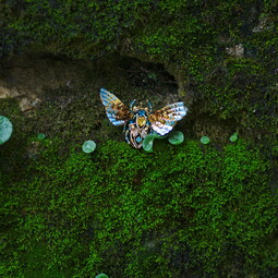 Butterfly of dawn