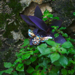 Butterfly of dawn