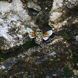 Butterfly of dawn
