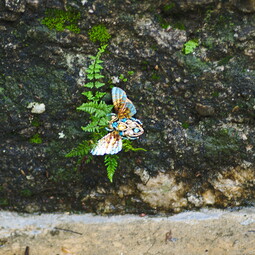 Butterfly of dawn