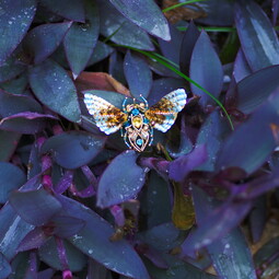 Butterfly of dawn