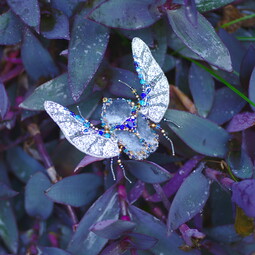 Blue giant bug