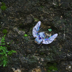 Blue giant bug