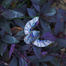 Blue giant bug