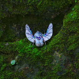 Blue giant bug