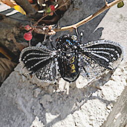 Black cicada