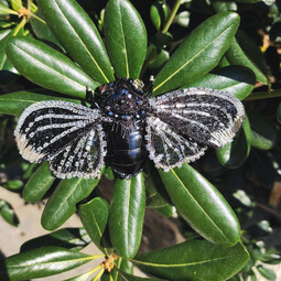 Black cicada