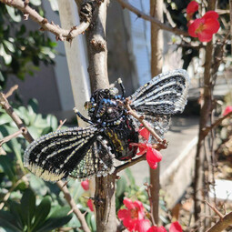 Black cicada