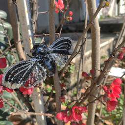 Black cicada