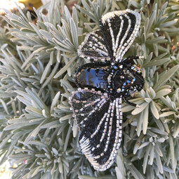 Black cicada