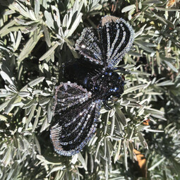Black cicada